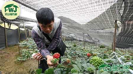 1529024338491724.jpg 5afe76a393e06.jpg