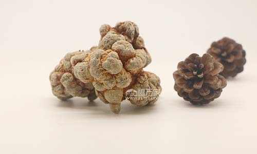 吃三七炖鸡就能长高？