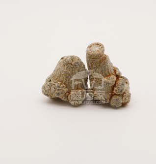 三七 带剪口的三七就不要买