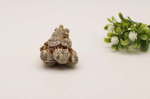 文山三七 文山三七