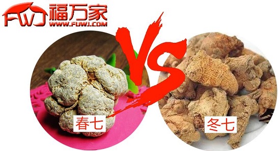春三七与冬三七 春三七与冬三七