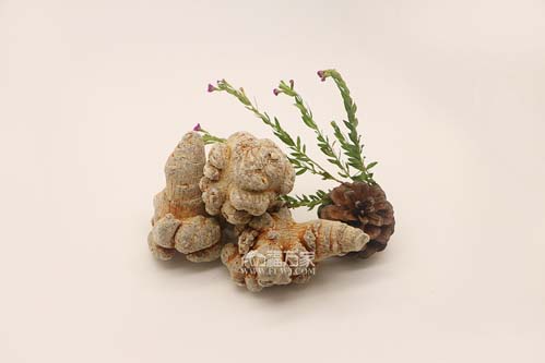 三七的效用会受喝茶影响吗? 三七的效用会受喝茶影响吗?