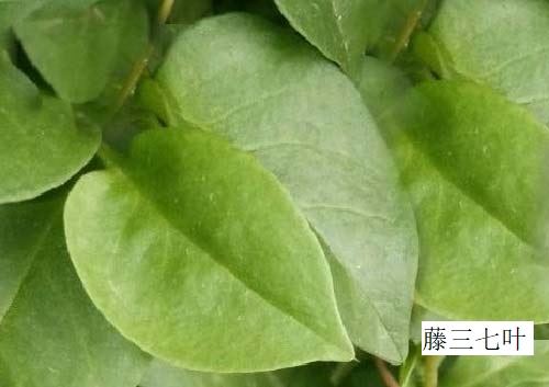 藤三七叶