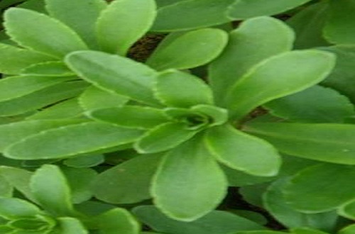 不是三七叶 不是三七叶