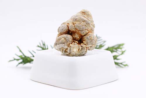 三七粉是热性还是凉性? 三七粉是热性还是凉性?