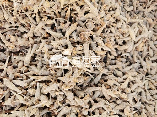 三七籽条 三七籽条