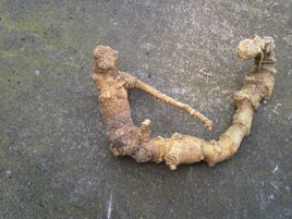 屏边三七 屏边三七