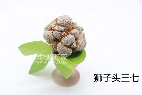 狮子头三七 狮子头三七