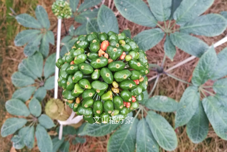 三七红籽 三七红籽