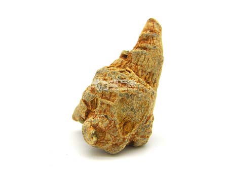 多少头的三七是多大 多少头的三七是多大