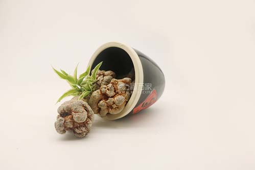 三七名字怎么来的