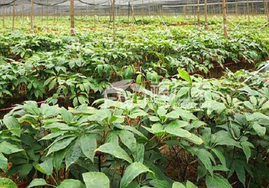 真正三七叶 真正三七叶