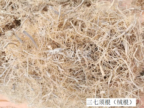 三七毛根 三七毛根