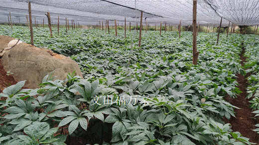 地里的三七幼苗 地里的三七幼苗