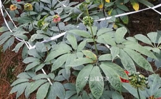 真的三七叶 真的三七叶