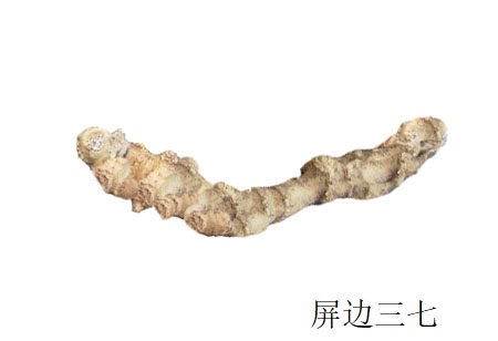 屏边三七 屏边三七