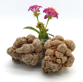 三七粉溶解血栓 三七粉溶解血栓