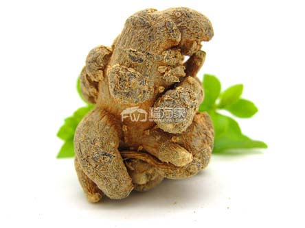 一级三七 一级三七