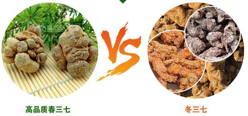 春三七和冬三七 春三七和冬三七