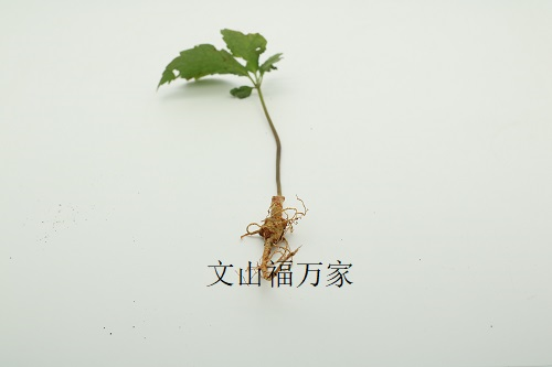 刚出的三七 刚出的三七