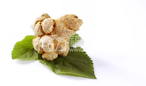 滑头三七 滑头三七