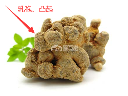 三七乳孢示意图