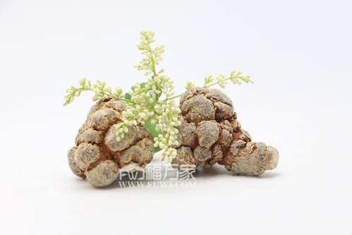 三七的皂苷含量 三七的皂苷含量