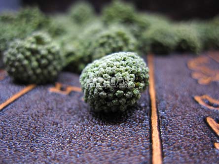 绿色三七花 绿色三七花