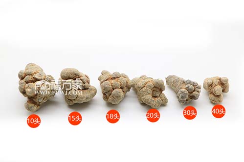 30头三七和其他三七 30头三七和其他三七