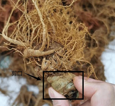 新鲜三七 新鲜三七