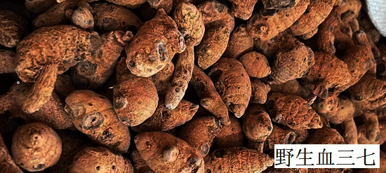 血三七 血三七