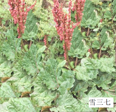 雪三七 雪三七