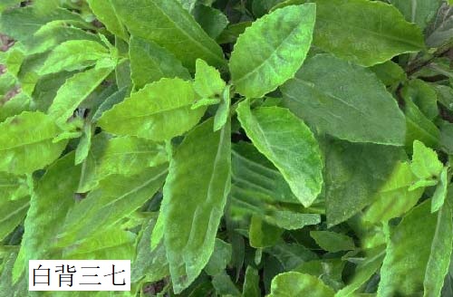 白背三七 白背三七