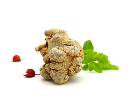 三七是文山特产 三七是文山特产