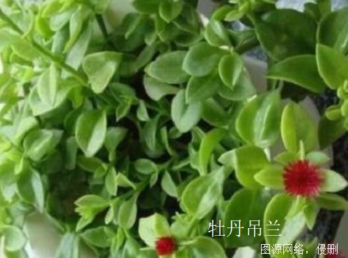 牡丹吊兰不是三七 牡丹吊兰不是三七