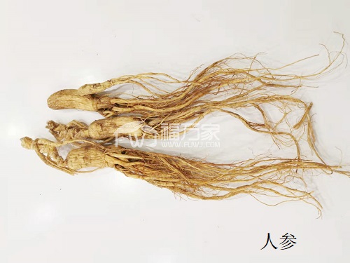 人参补气功效好 人参补气功效好