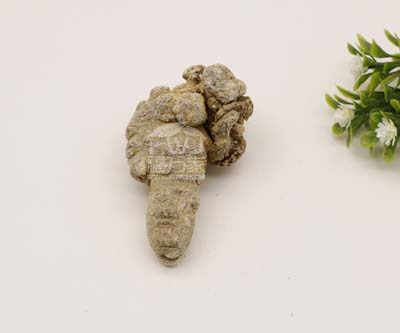 三七可以泡酒 三七可以泡酒