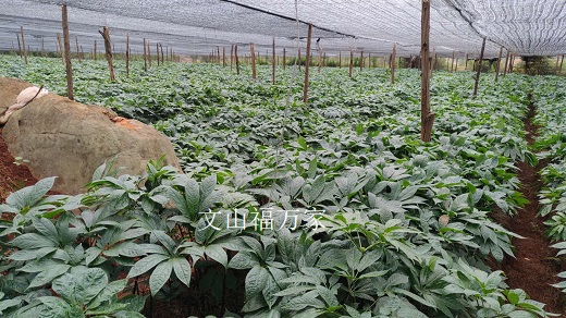 三七种植在什么地方才长得好 三七种植在什么地方才长得好