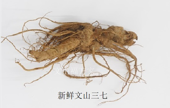 新鲜三七泡酒 新鲜三七泡酒