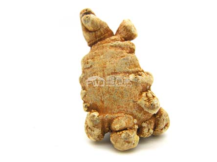 三七有什么特点 三七有什么特点