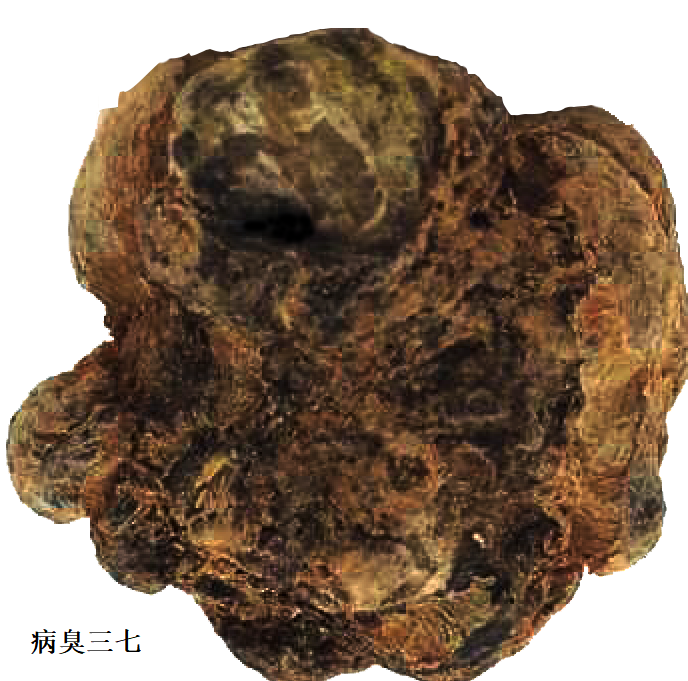 病臭三七 病臭三七