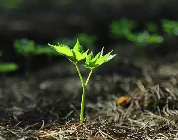 刚出生三七 刚出生三七