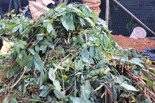 三七叶怎么吃——丢弃 三七叶怎么吃——丢弃