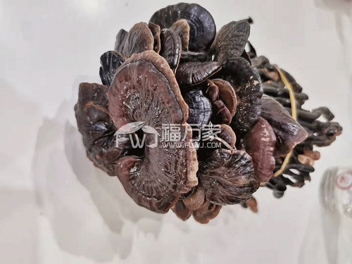 三七与灵芝 三七与灵芝