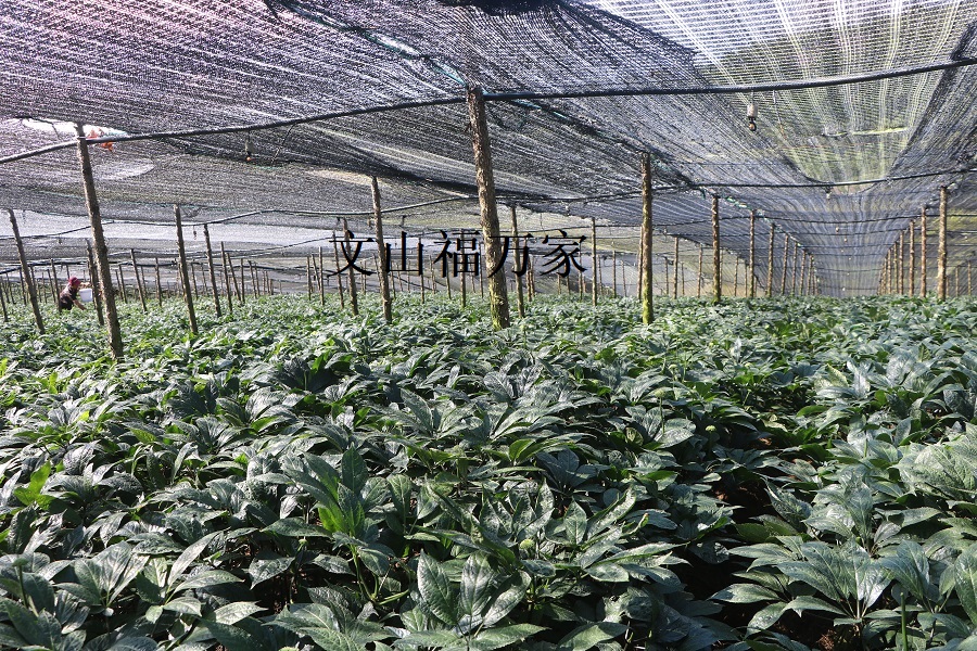 三七种植基地 三七种植基地