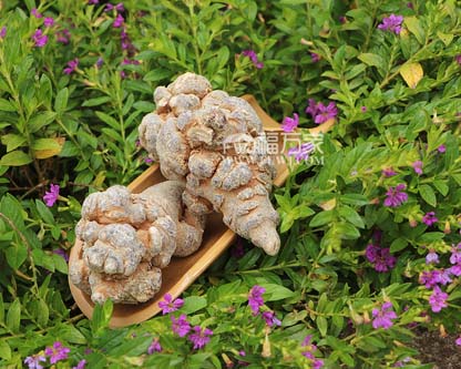 哪里种植的三七好