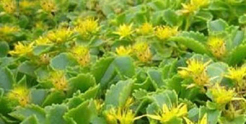 费菜也叫土三七