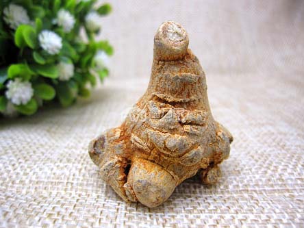 文山三七的研究 文山三七的研究