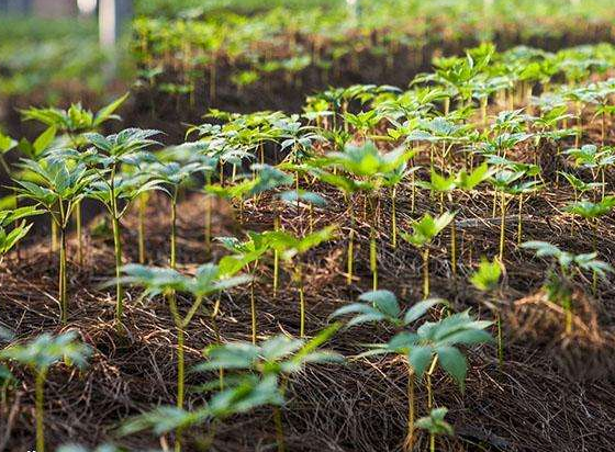 三七苗是什么样子的
