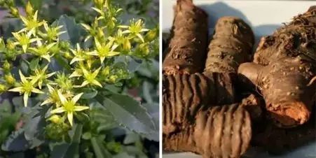 景天三七不是文山三七 景天三七不是文山三七